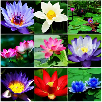 CYBEXIS HUA-31 - Lotus /Water Lily Flower - (30 Seeds) Seed(30 per packet)