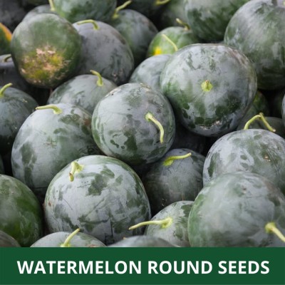 Qualtivate HUA-2A WATER MELON (ROUND SHAPED ) Seed(100 per packet)