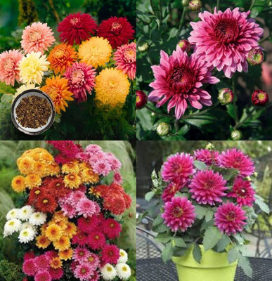 ibains Chrysanthemum seed plant beez 26 Seed(26 per packet)