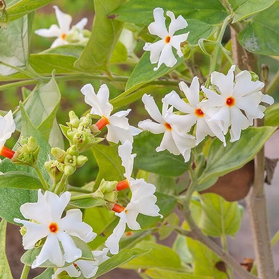 BDSresolve Harsingar seeds/Night jasmine seeds 19 Seed(19 per packet)