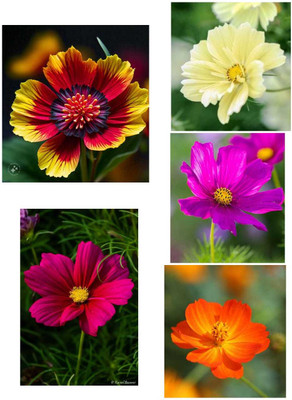 Dasstore Cosmos multiple colour flower seeds pack of 35 Seed(20 per packet)