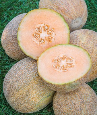 VibeX LXI-73 - Ambrosia Cantaloupe Musk Melon - (150 Seeds) Seed(150 per packet)