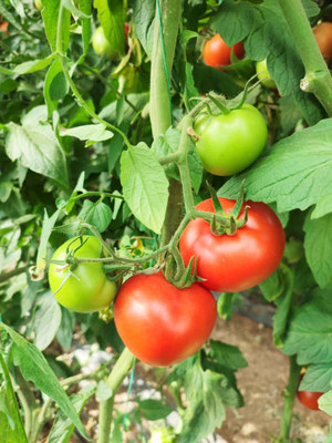 AK AGRO HYBRID SEEDS tomato Seed(110 per packet)