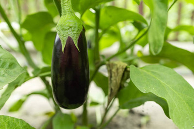 Kodali Hybrid F1 Brinjal Seeds Pack Of 52 Seed(52 per packet)