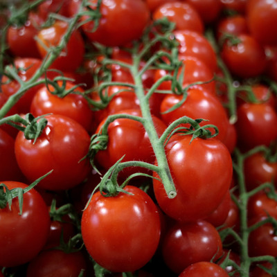 XOLDA Tomato Seed(28 per packet)