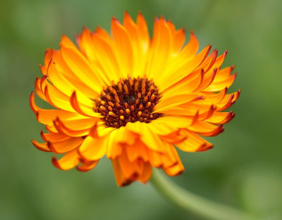 R-DRoz Seeds Calendula Flowers Exotic Seeds - Pack of 30 Seeds Seed(30 per packet)