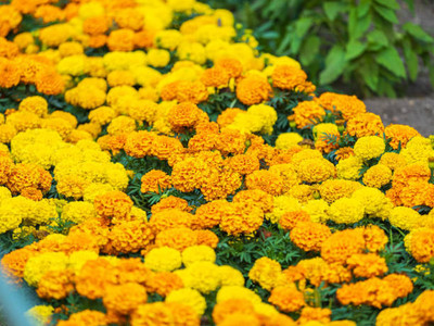 ravel moringa seed marigold,gende ka phool seeds Seed(20 per packet)