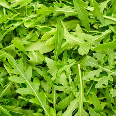CEZIUS Rocket/Rucola Leaves Herb Plant Seed(200 per packet)