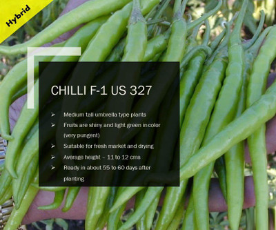 CYBEXIS CHILLI F-1 PUAS-327 SEEDS(250 Seeds) Seed(250 per packet)
