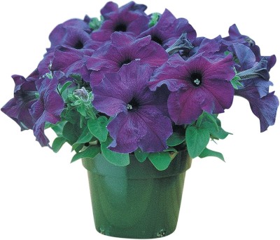 VibeX HUA-48 - Supercascade Blue Petunia - (180 Seeds) Seed(180 per packet)