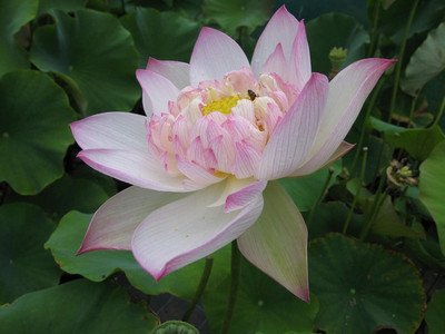 LPR LOTUS,KAMAL Seed(40 per packet)
