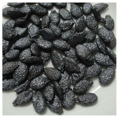 SeeGreen hybrid ridge Gourd Seeds 5 pcs per packet Seed(5 per packet)