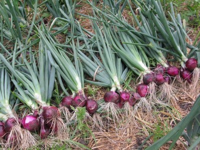 Qualtivate FXL-5AT F1 Hybrid Onion Seeds Seed(500 per packet)