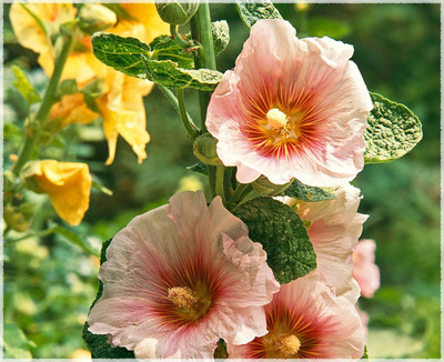 Lorvox Hollyhock Mixed Color Seed(90 per packet)