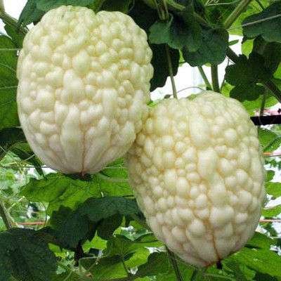CYBEXIS White Pearl Bittergourd Seeds800 Seeds Seed(800 per packet)