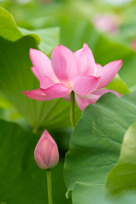 OMOM lotus,kamal gatta Seed(14 per packet)