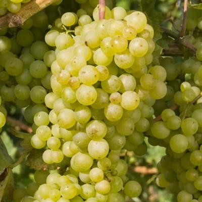 Aywal Hybrid Grabes Seed(110 per packet)