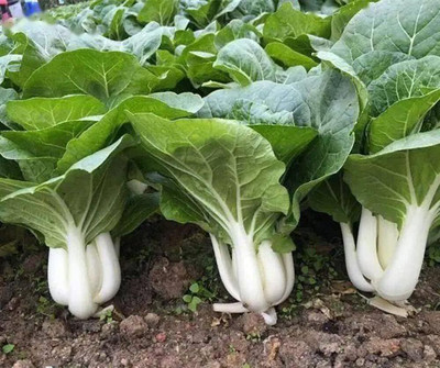WILLVINE PAU -XIII Dwarf Pak Choi Chinese Cabbage [10g] Seed(3000 per packet)
