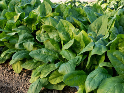 AFARTIOBINA 49 PCS SPINACH SEEDS-A02 Seed(49 per packet)