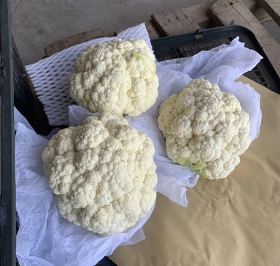 Quentova Cauliflower Seeds Seed(250 per packet)