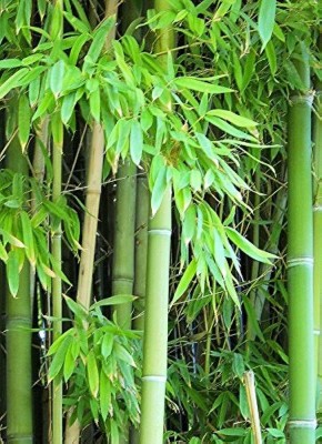 Seedsqlty Bamboo tree seeds, high germination (55 seeds) Seed(55 per packet)