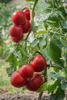 Alkarty tomato Seed(145 per packet)