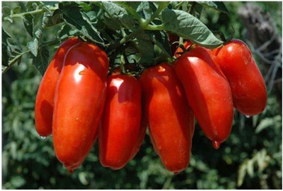 LPR TOMATO SEEDS Seed(20 per packet)