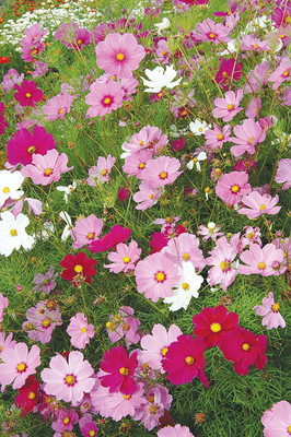CYBEXIS XL-97 - Cosmos Hybrid Flower - (90 Seeds) Seed(90 per packet)