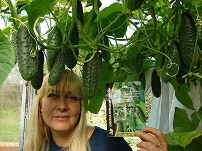 VibeX ® XLR-289 Cucumber Envy of a Neighbor F1 Seed(200 per packet)