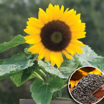 Greenfall Giant Sunflower Seeds for Home Gardens - Pack of 22 Seeds Seed(20 per packet)