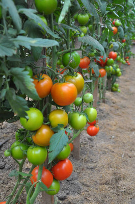 HUEX tomato Seed(80 per packet)
