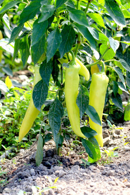 ARTAseed Sweet Peppers, White Bell Pepper Seed(190 per packet)