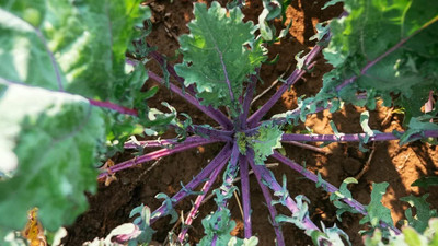 WILLVINE NKR -I Kale Seeds - Red Russian - Non-GMO [10g] Seed(3000 per packet)