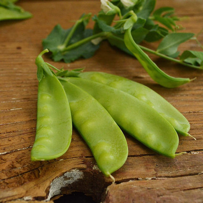 CYBEXIS VXI-70 - Oregon Sugar Pod II Snow Pea - (100 Seeds) Seed(100 per packet)
