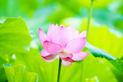 STARKC lotus,kamal gatta Seed(14 per packet)