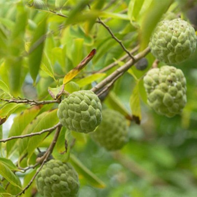 Aywal Annona Squamosa/custard Seed(13 per packet)