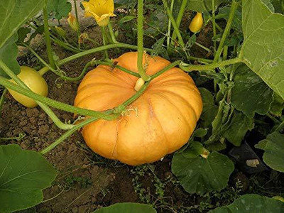 CYBEXIS LXI-22 - GUMMADI KAYA/KUMBALAKAI/PUMPKIN - (100 Seeds) Seed(100 per packet)