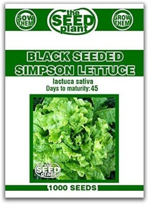 CYBEXIS XLR-91 - Black ed Simpson Lettuce - (1350 Seeds) Seed(1350 per packet)