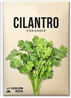WILLVINE Hybrid Cilantro-1250 Seeds Seed(1250 per packet)