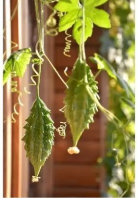 Aro Bitter Gourd, Karela Seed(37 per packet)