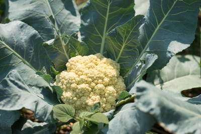 USTAR white cauliflower,gobhee seeds Seed(30 per packet)