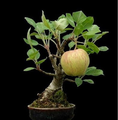 Aywal Fuji Apple Tree Plant Seed(7 per packet)