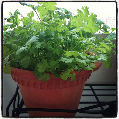 CEZIUS Seeds for Sowing Purpose Coriander organic-b6X Seed(340 per packet)