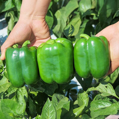 KNESSiN Hybrid Giant Capsicum Vegetable Seeds For Planting-(800 Seeds) Seed(800 per packet)