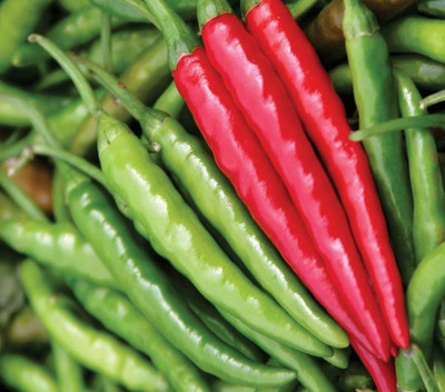 BDSresolve chlli seeds Seed(30 per packet)