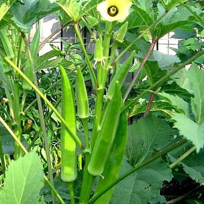 Arshiayat Okra, Bhindi, Ladies Fingers, F1 Hybrid Vegetable Seed(75 per packet)