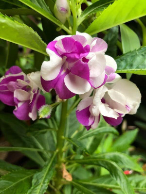 Lorvox Balsam Tom Samb from Russia Seed(20 per packet)
