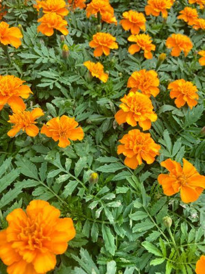 Advi marigold/gende ka phool flower seeds Seed(75 per packet)