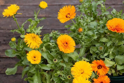 GREENSEA Calendula Flower Seed(31 per packet)