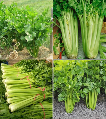ibains Celeriac seeds beez 23 Seed(23 per packet)